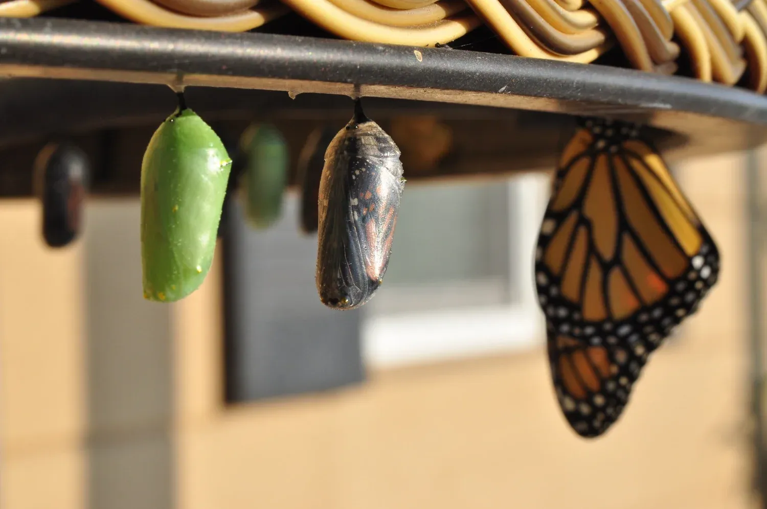 The Character of a Transformation